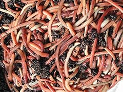 500g mixed size for sale  Delivered anywhere in UK