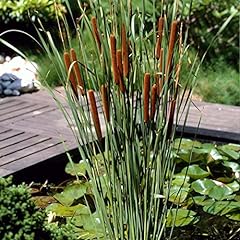 Typha latifolia binse gebraucht kaufen  Wird an jeden Ort in Deutschland