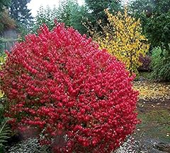 Fire ball euonymus for sale  Delivered anywhere in USA 