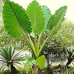 Colocasia esculenta bulbi d'occasion  Livré partout en France