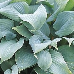 Hosta fragrant blue for sale  Delivered anywhere in Ireland