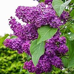Lilac bushes live for sale  Delivered anywhere in USA 