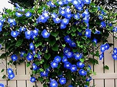 Blue morning glory for sale  Delivered anywhere in USA 