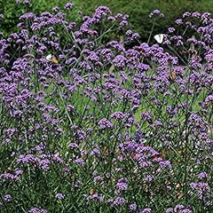 Verbena buenos aires for sale  Delivered anywhere in UK