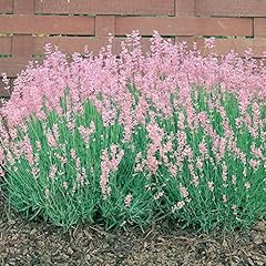 Lavender rosea 1ltr for sale  Delivered anywhere in UK