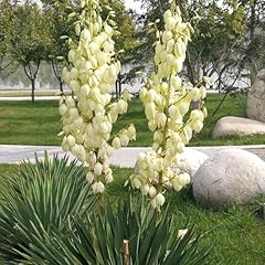 100 pcs yucca gebraucht kaufen  Wird an jeden Ort in Deutschland
