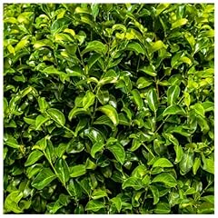Cherry laurel fast for sale  Delivered anywhere in UK