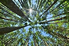 Tall pine tree for sale  Delivered anywhere in USA 