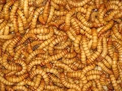 Mealworms reptile live for sale  Delivered anywhere in Ireland