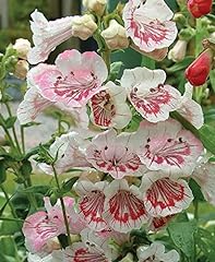 Plugplants penstemon ice for sale  Delivered anywhere in Ireland