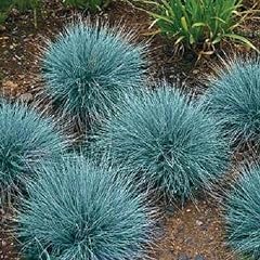 Blue fescue ornamental for sale  Delivered anywhere in USA 