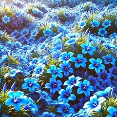 Seeds lobelia blue for sale  Delivered anywhere in USA 