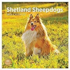 2024 shetland sheepdogs for sale  Delivered anywhere in UK