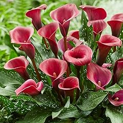 Votaniki calla lily for sale  Delivered anywhere in USA 
