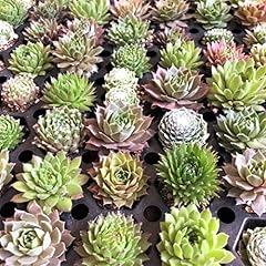 Mini succulent plants for sale  Delivered anywhere in USA 