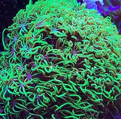 Coralslover live saltwater for sale  Delivered anywhere in USA 