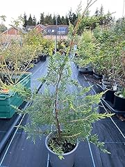 Leylandii cuppressocyparis ley for sale  Delivered anywhere in UK