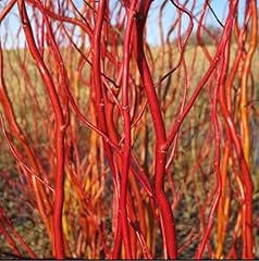 Scarlet curly willow for sale  Delivered anywhere in USA 