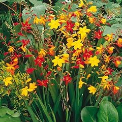 Crocosmia mixed color for sale  Delivered anywhere in USA 