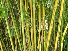 Winterharter riesen bambus gebraucht kaufen  Wird an jeden Ort in Deutschland
