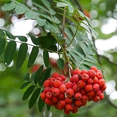 American mountain ash for sale  Delivered anywhere in USA 