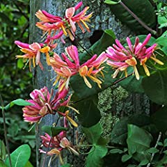 Lonicera belgica scented for sale  Delivered anywhere in UK