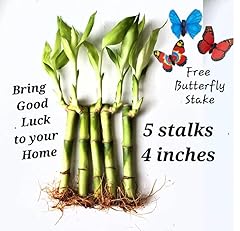 Lucky bamboo plants for sale  Delivered anywhere in USA 