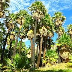 Tomorrowseeds giant california for sale  Delivered anywhere in USA 