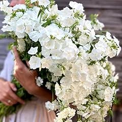 Drummond phlox alba for sale  Delivered anywhere in UK