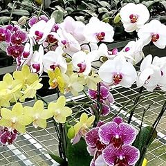Chuxay garden mix for sale  Delivered anywhere in USA 