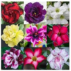 Desert rose seeds for sale  Delivered anywhere in USA 
