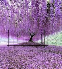 Purple chinese wisteria for sale  Delivered anywhere in USA 