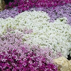 Garden creeping phlox for sale  Delivered anywhere in UK