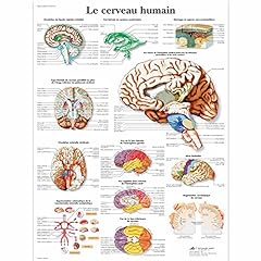 Scientific modèle anatomique d'occasion  Livré partout en France