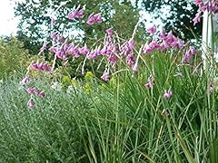 Dierama pulcherrimum seeds for sale  Delivered anywhere in UK