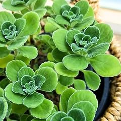 Plectranthus vick plant for sale  Delivered anywhere in USA 