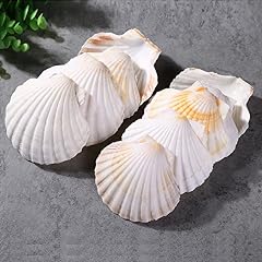 Qeqekaka 6pcs scallop for sale  Delivered anywhere in USA 