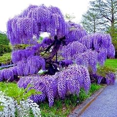 Purple wisteria tree for sale  Delivered anywhere in USA 