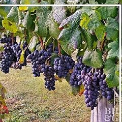 Concord grape cuttings for sale  Delivered anywhere in USA 