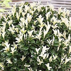Euonymus paloma blanca for sale  Delivered anywhere in UK