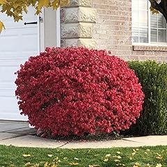 Dwarf burning bushes for sale  Delivered anywhere in USA 
