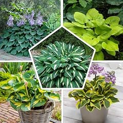 Hosta funkie pflanzen gebraucht kaufen  Wird an jeden Ort in Deutschland