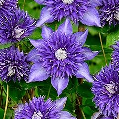 Clematis multiblue compact for sale  Delivered anywhere in UK