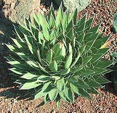 Agave filifera rare usato  Spedito ovunque in Italia 