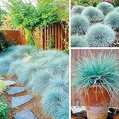 Festuca intense blue for sale  Delivered anywhere in UK