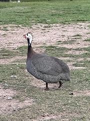 Guinea fowl egg for sale  Delivered anywhere in USA 
