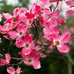 Red dogwood plant for sale  Delivered anywhere in USA 