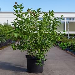 Largest blueberry plants for sale  Delivered anywhere in UK