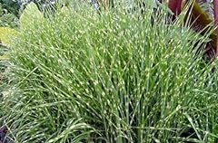 Miscanthus sinensis zebrinus for sale  Delivered anywhere in USA 