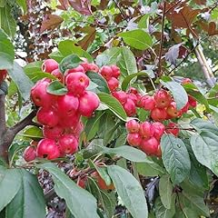 Zierapfel red sentinel gebraucht kaufen  Wird an jeden Ort in Deutschland